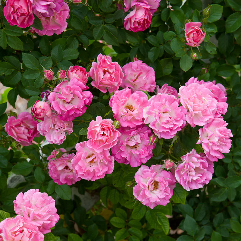 Cupid's Kisses® Climbing Patio  Rose - Image 2