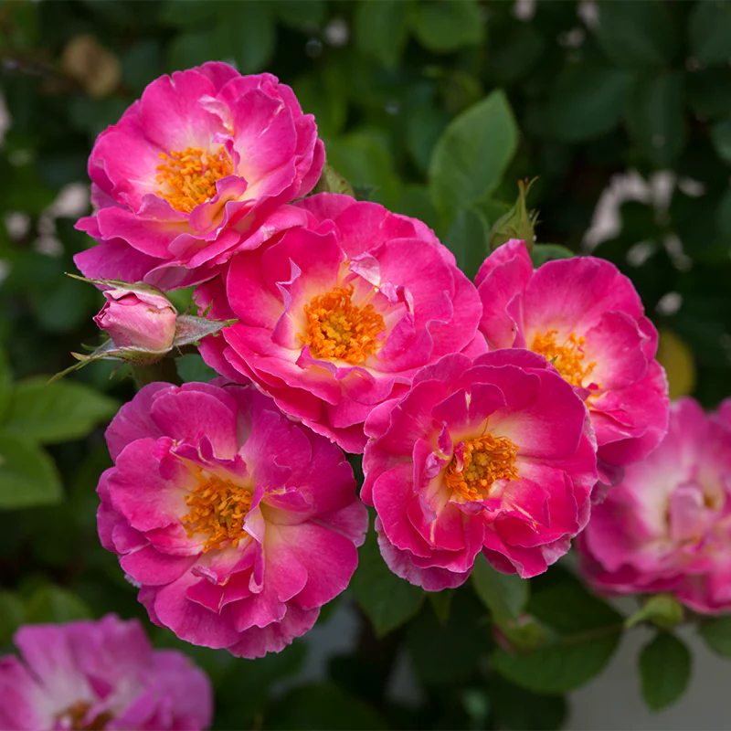 Cupid's Kisses® Climbing Patio  Rose - Image 3