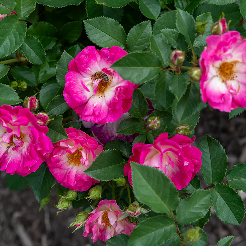 Cupid's Kisses® Climbing Patio  Rose - Image 4
