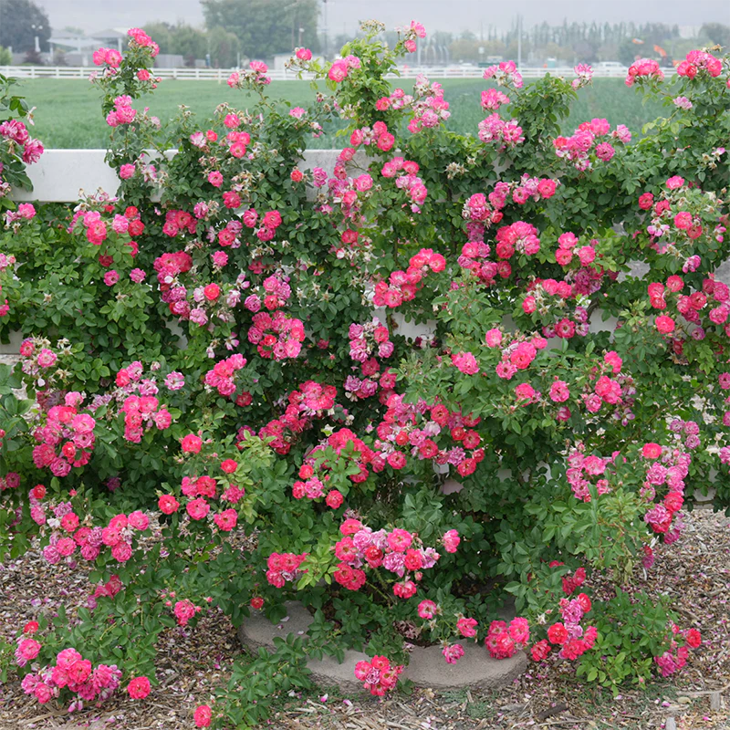 Cupid's Kisses® Climbing Patio  Rose - Image 5