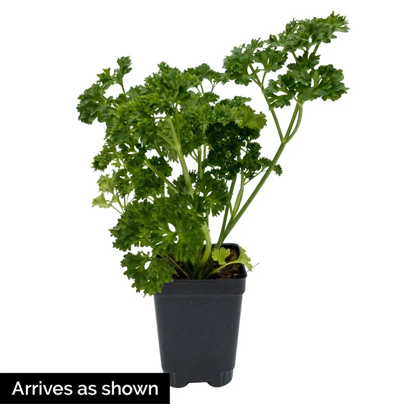 Curly Parsley - Image 2