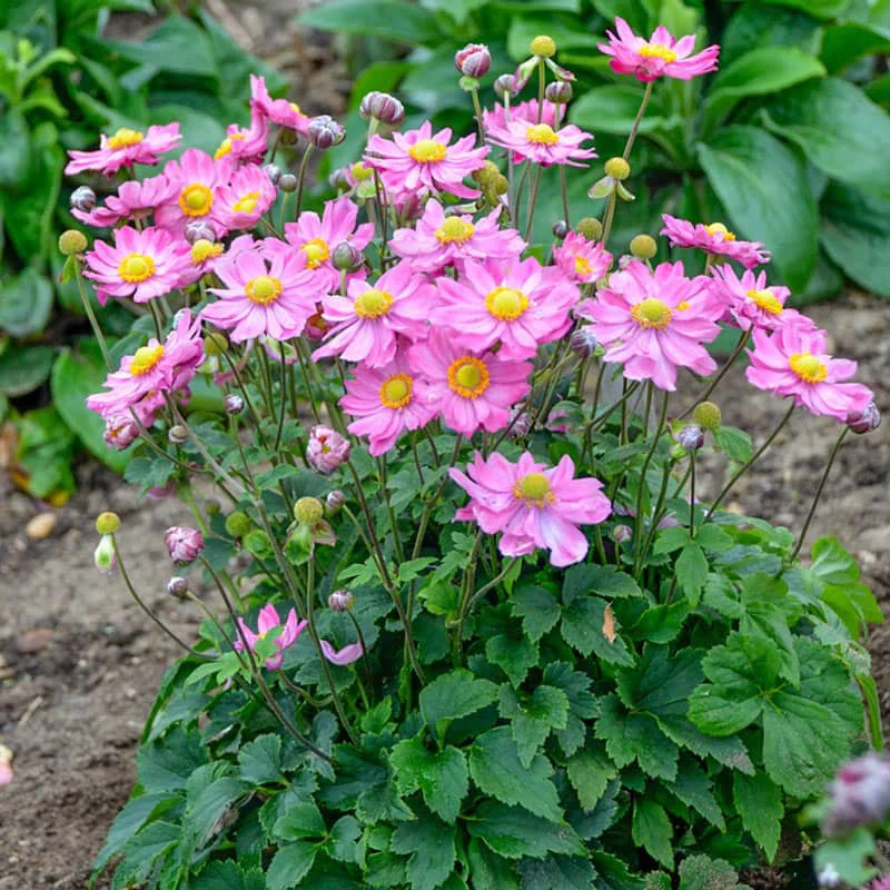 Curtain Call Pink Anemone - Image 2