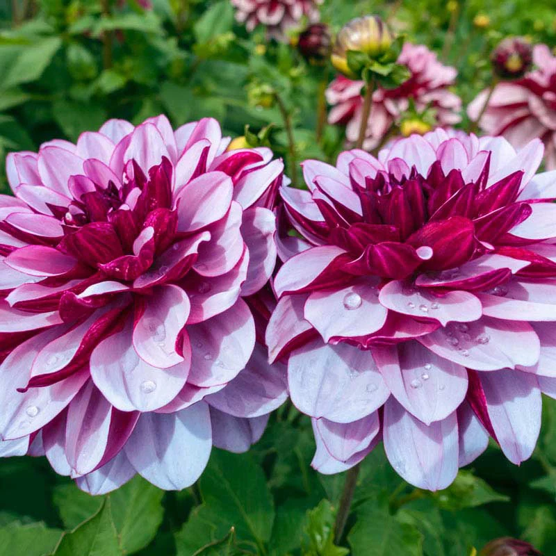 Crème de Cassis Dahlia - Image 3