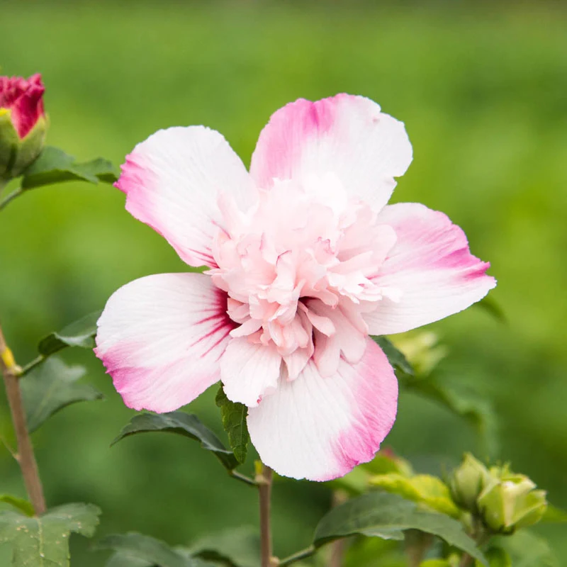 Danica® Hardy Hibiscus - Image 3