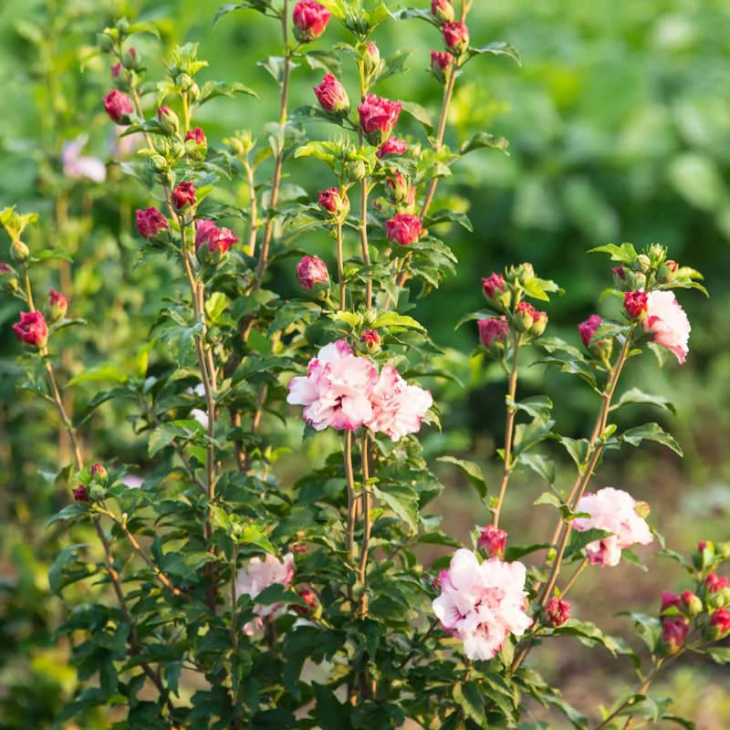 Danica® Hardy Hibiscus - Image 4