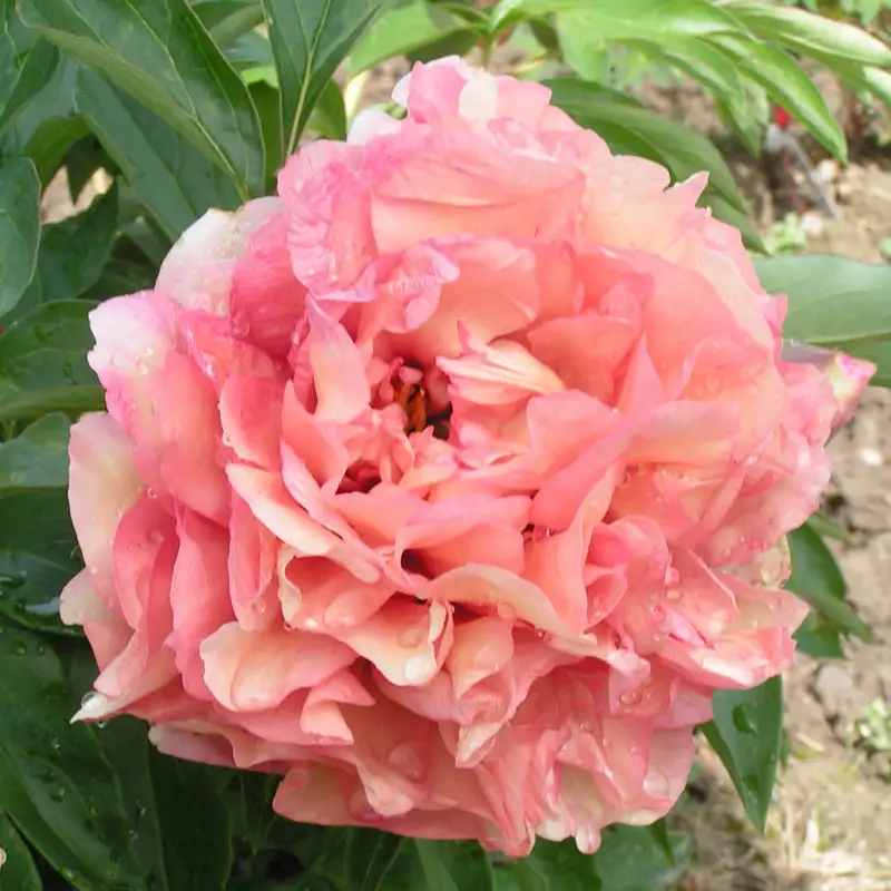 Danse De Feu Itoh Peony
