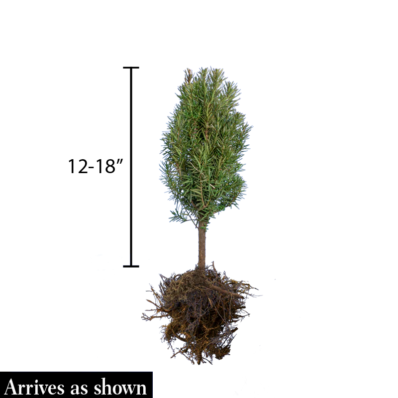 Dark Green Spreader Yew Hedge - Image 4
