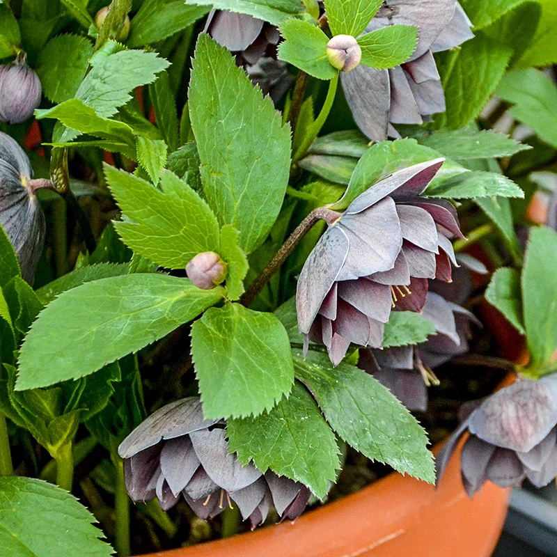 Dashing Groomsmen Lenten Rose - Image 2