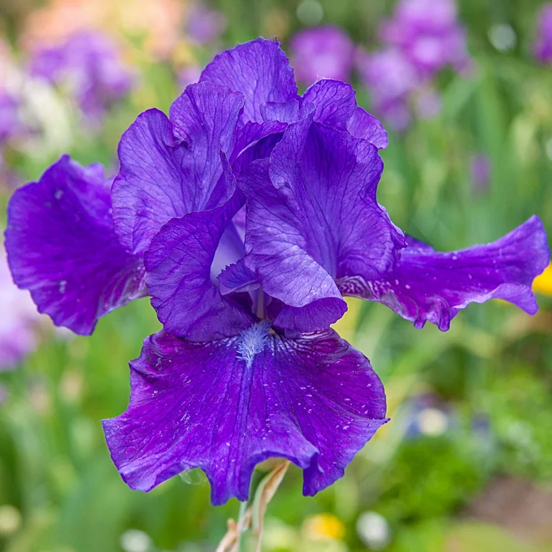 Dashing Reblooming Bearded Iris