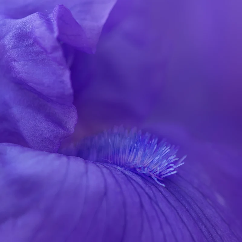 Dashing Reblooming Bearded Iris - Image 2