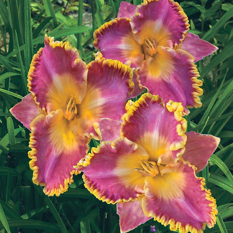 French Lingerie Daylily - Image 3