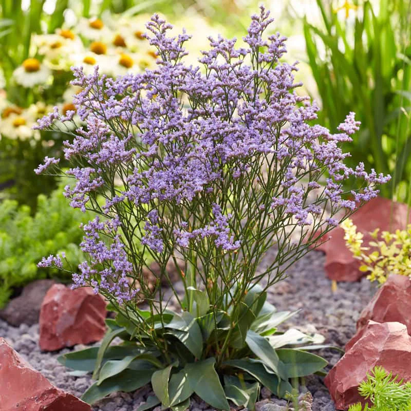 Dazzle Rocks Limonium - Image 2