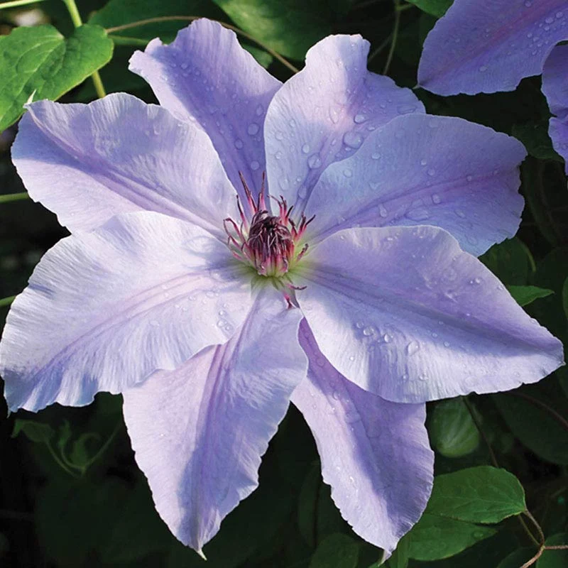 Clematis Deborah Dahl Vancouver™ - Image 2