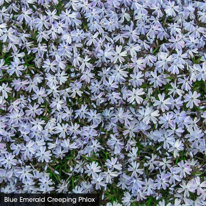 Delft Blue Phlox Collection - Image 3