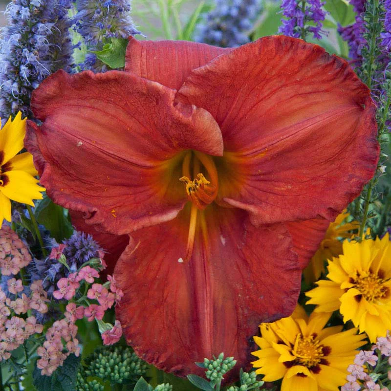 Desert Flame Daylily - Image 2