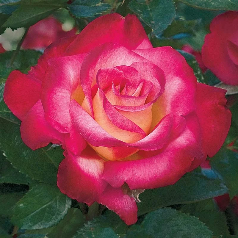 Dick Clark Grandiflora Rose - Image 3