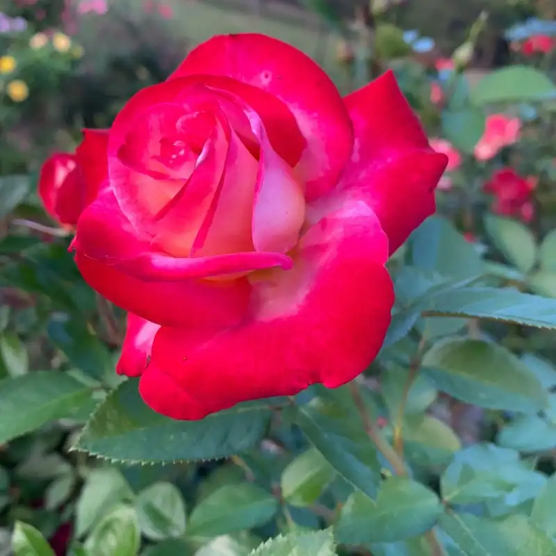 Dick Clark Grandiflora Rose - Image 4