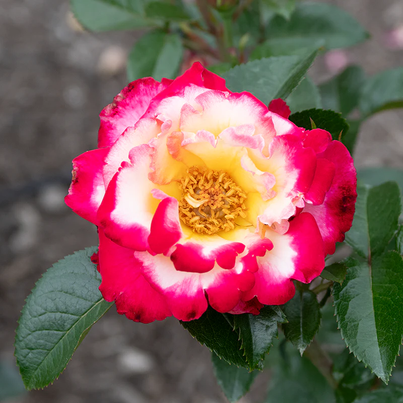 Dick Clark Grandiflora Rose - Image 5
