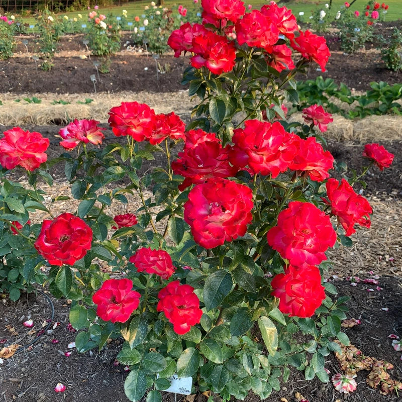 Dick Clark Grandiflora Rose - Image 6