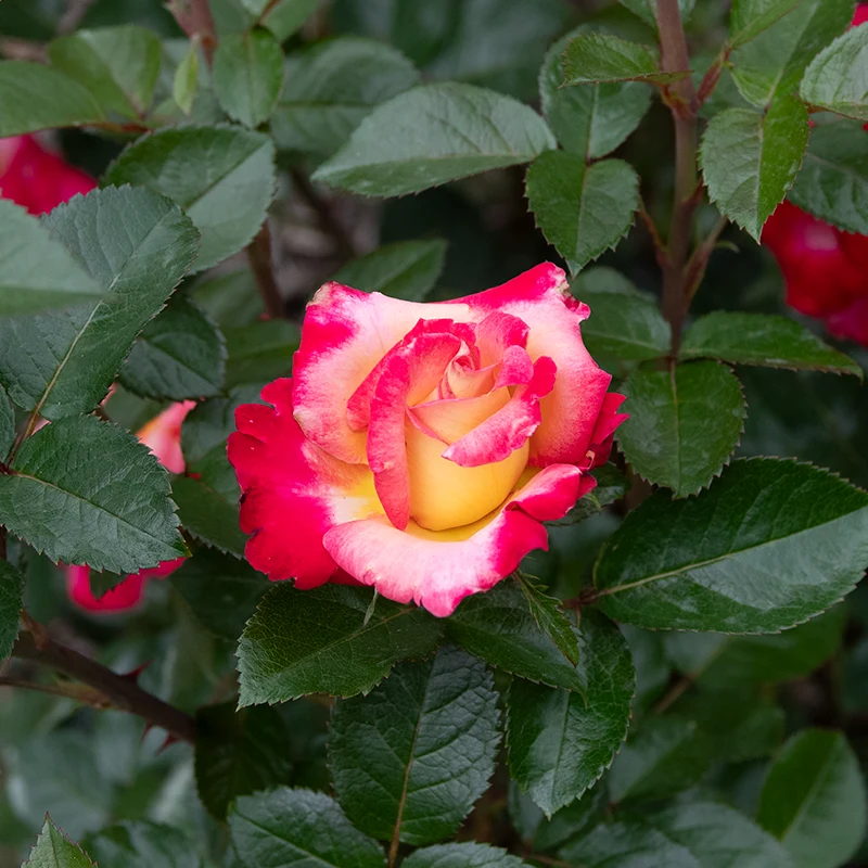 Dick Clark Grandiflora Rose - Image 7