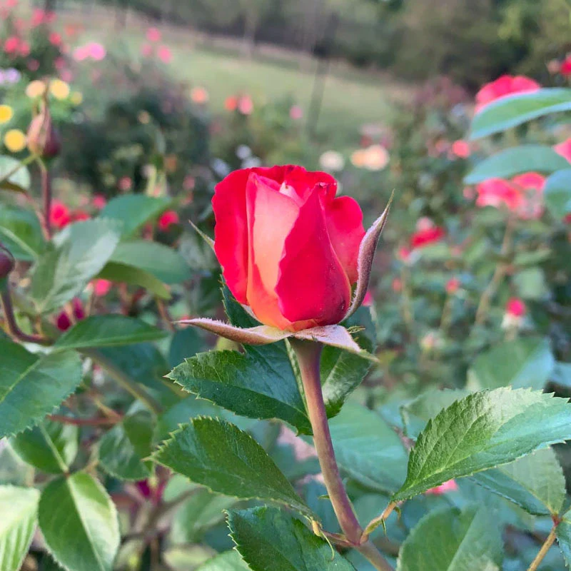 Dick Clark Grandiflora Rose - Image 8