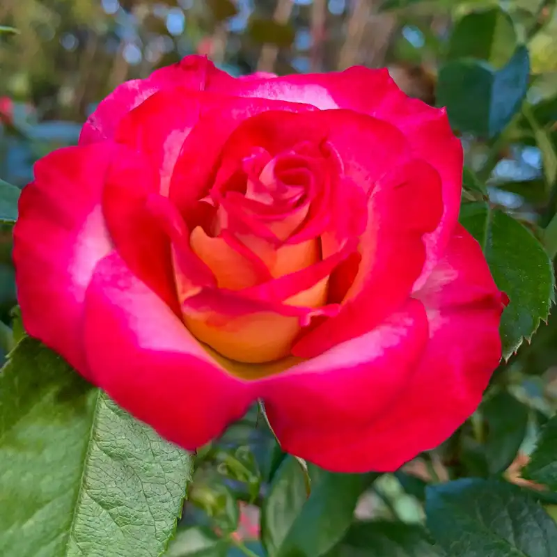 Dick Clark Grandiflora Rose - Image 9