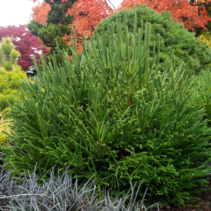 Dinger Japanese Cedar - Image 2