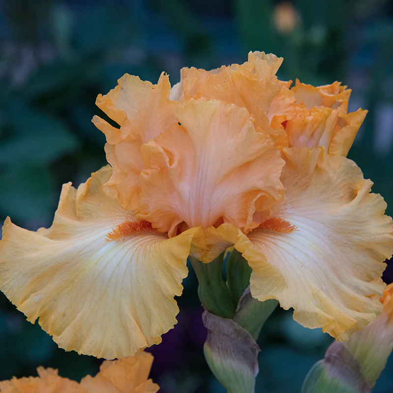 Disco Music Bearded German Iris - Image 3