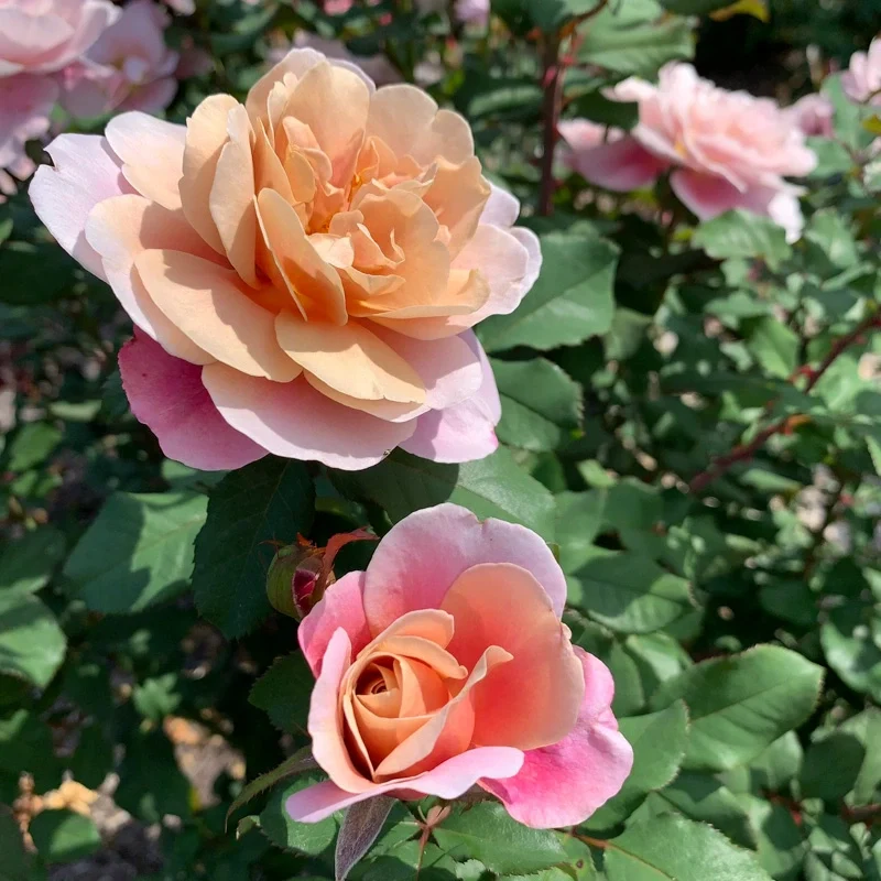 Distant Drums Floribunda Rose - Image 10