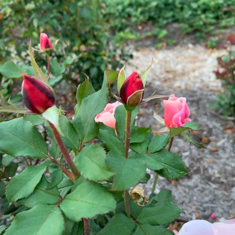 Distant Drums Floribunda Rose - Image 11