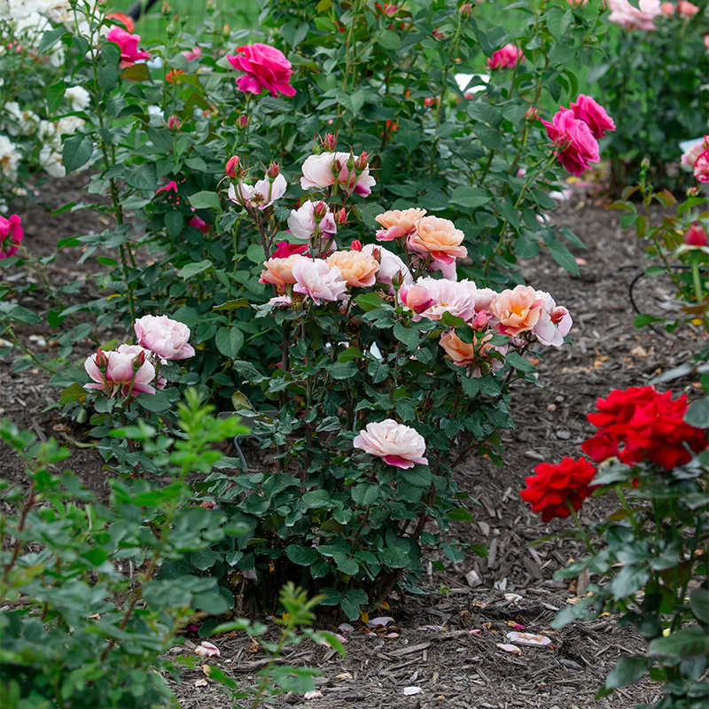 Distant Drums Floribunda Rose - Image 12