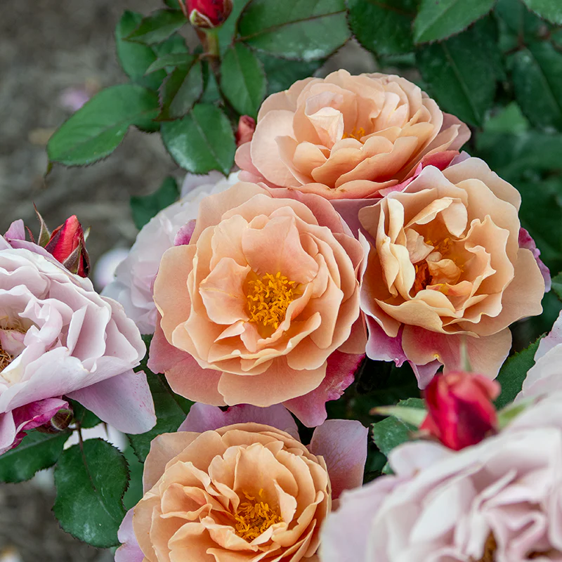 Distant Drums Floribunda Rose - Image 3