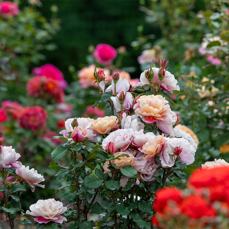 Distant Drums Floribunda Rose - Image 4