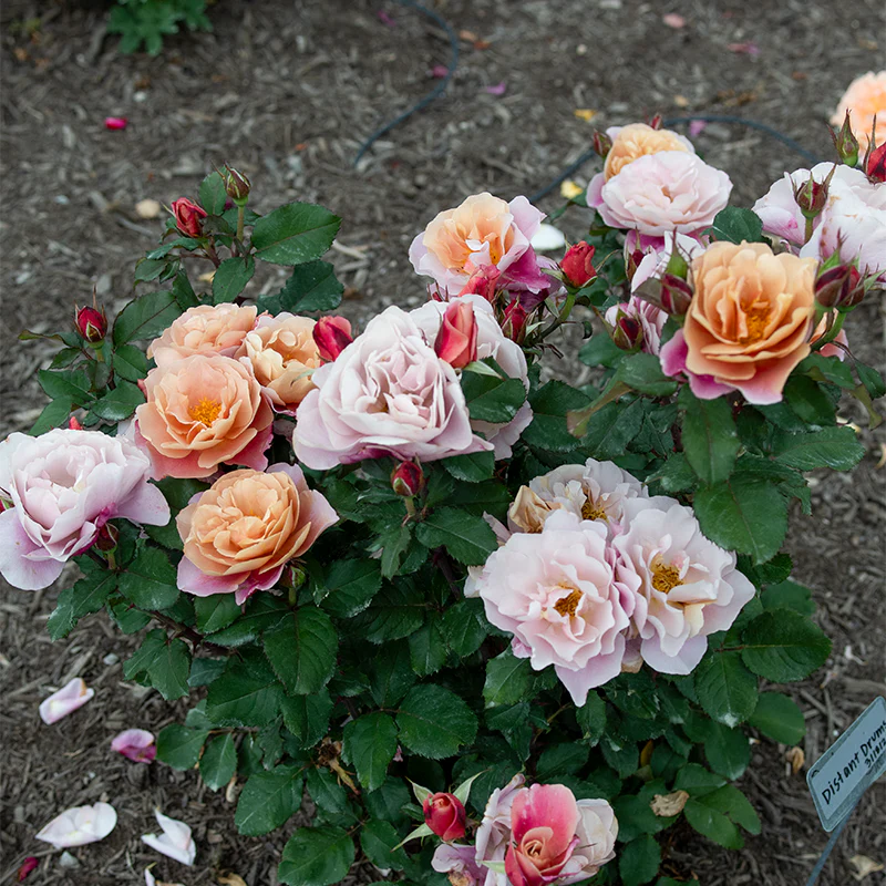 Distant Drums Floribunda Rose - Image 5
