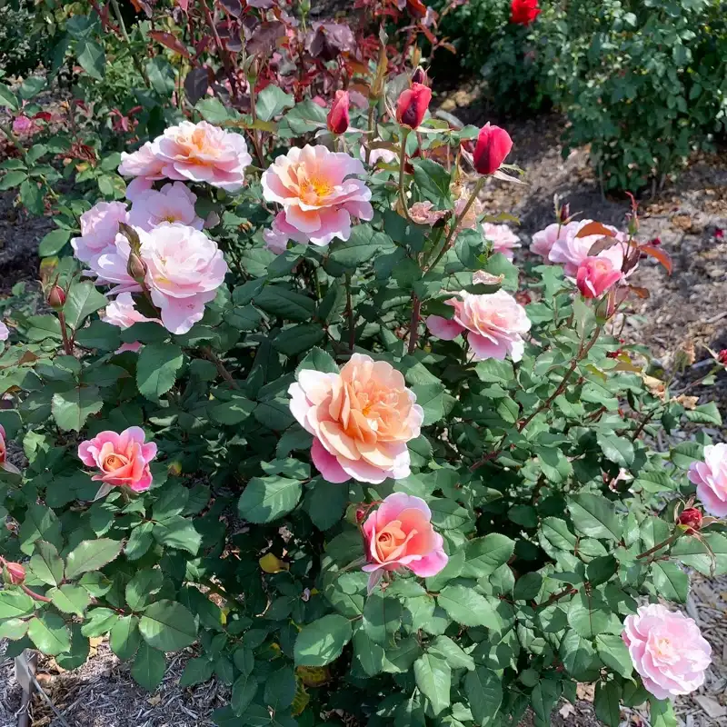 Distant Drums Floribunda Rose - Image 6