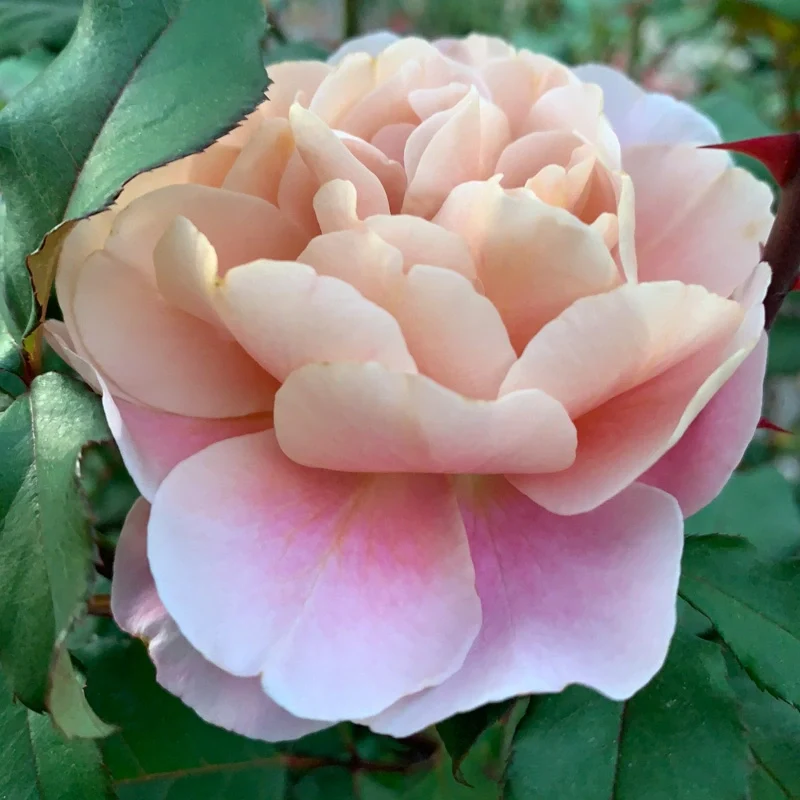 Distant Drums Floribunda Rose - Image 8