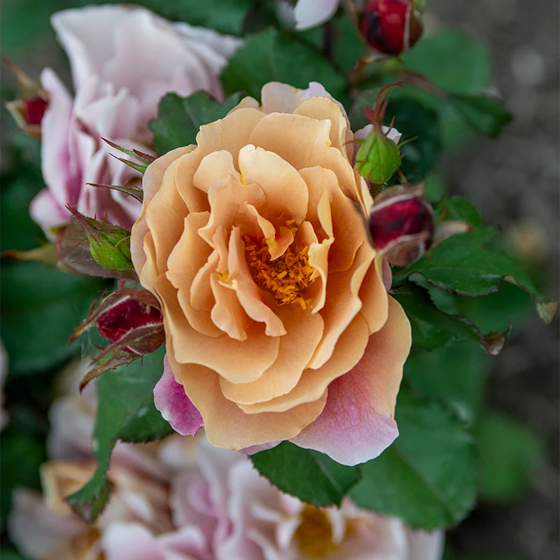 Distant Drums Floribunda Rose - Image 9