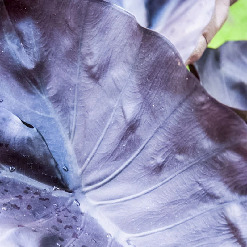 Distant Memory Colocasia - Image 2