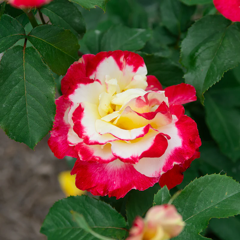 Double Delight Hybrid Tea Rose - Image 2
