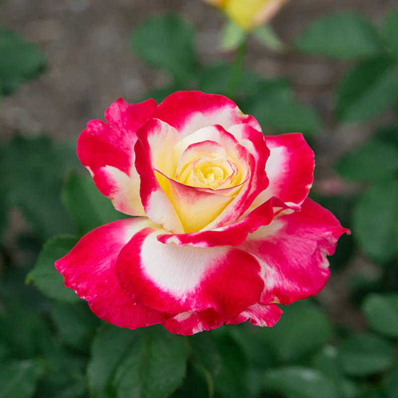 Double Delight Hybrid Tea Rose - Image 3