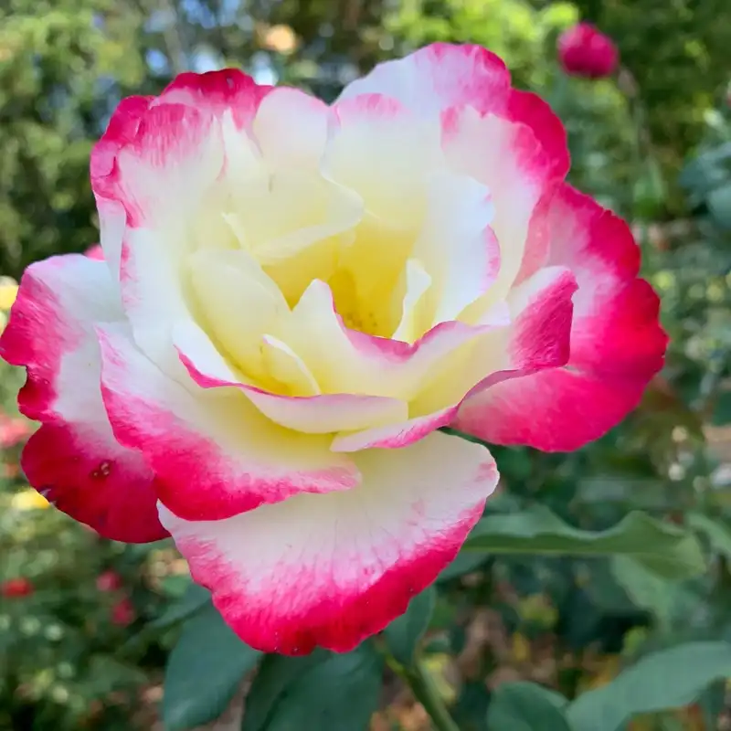 Double Delight Hybrid Tea Rose - Image 4