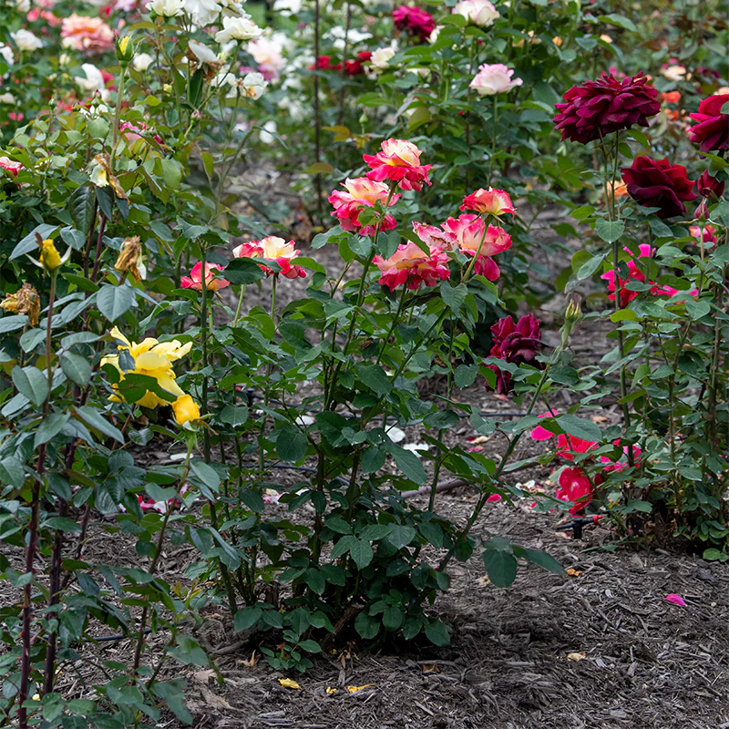 Double Delight Hybrid Tea Rose - Image 5