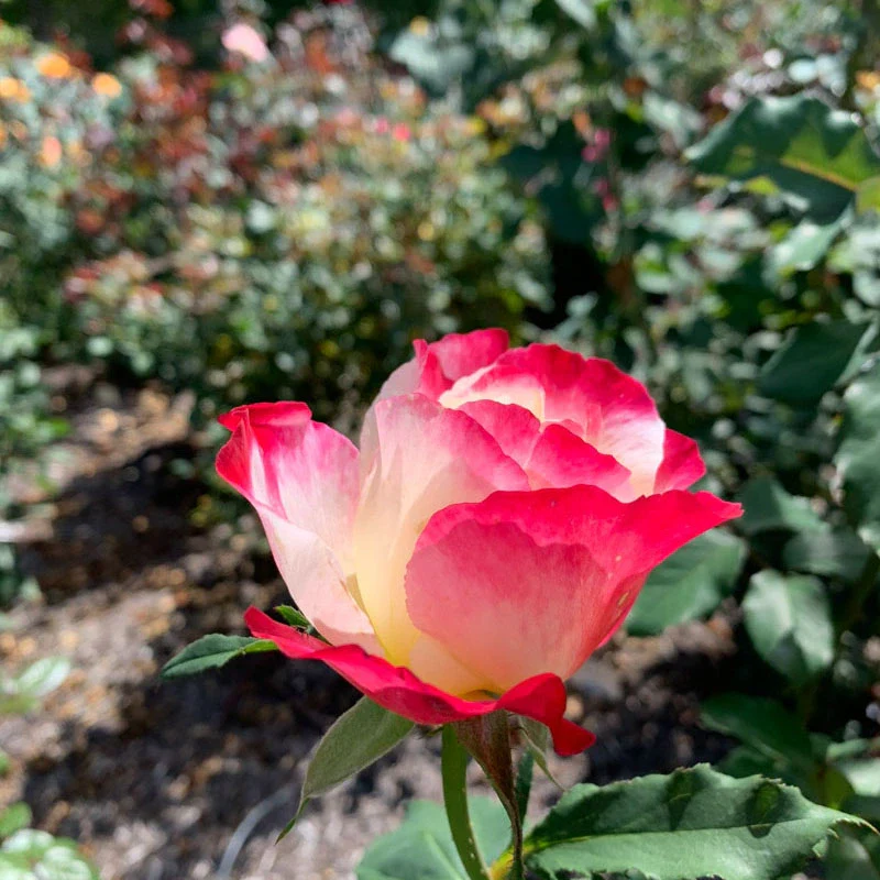 Double Delight Hybrid Tea Rose - Image 7