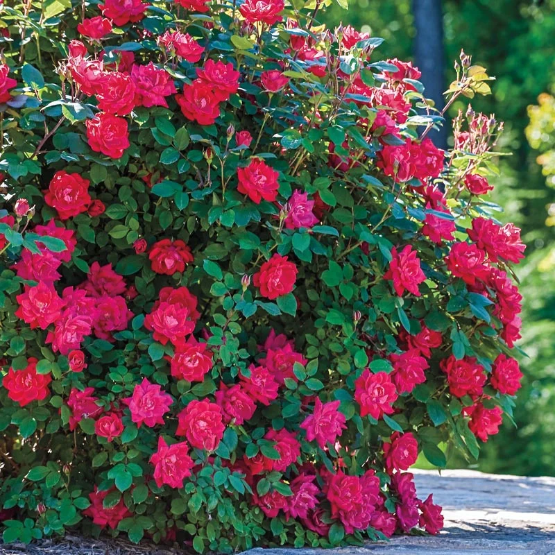 Jumbo Double Knock Out Rose - Image 2