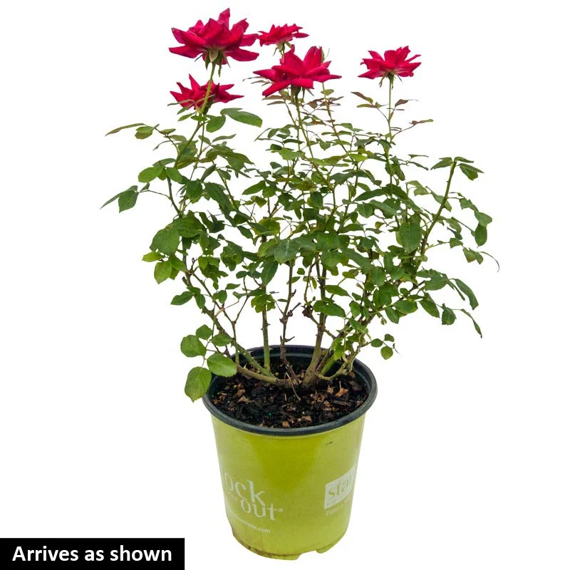 Jumbo Double Knock Out Rose - Image 3