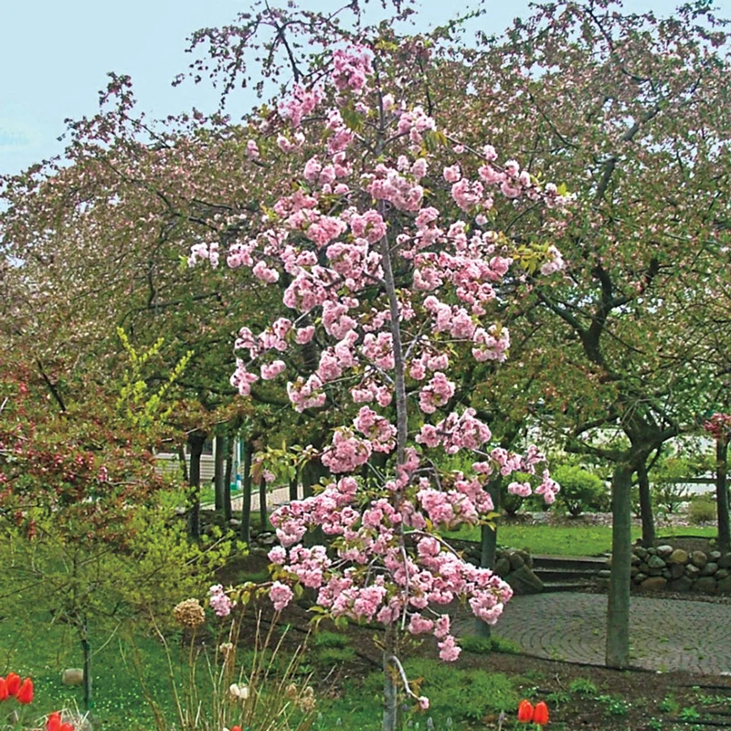 Double Pink Weeping Cherry Tree - Image 2