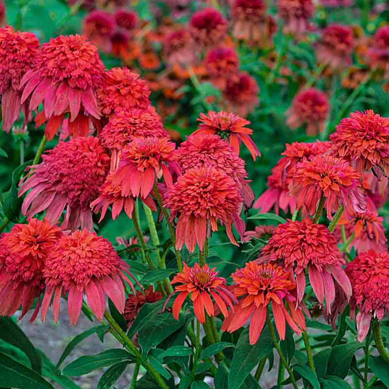 Double Scoop™ Bubble Gum Echinacea - Image 2