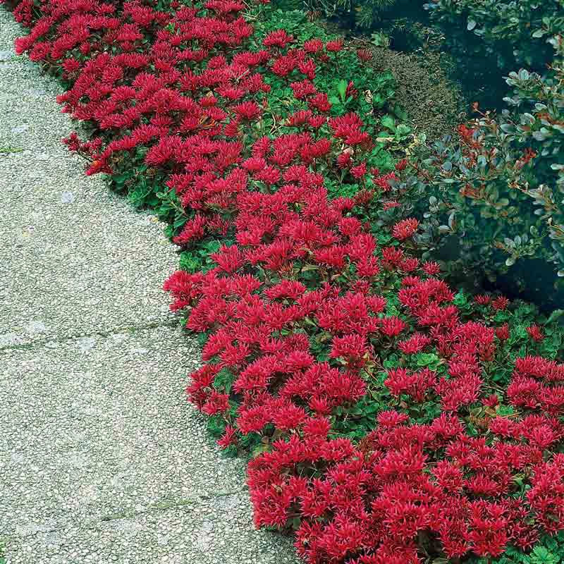 Dragon's Blood Sedum