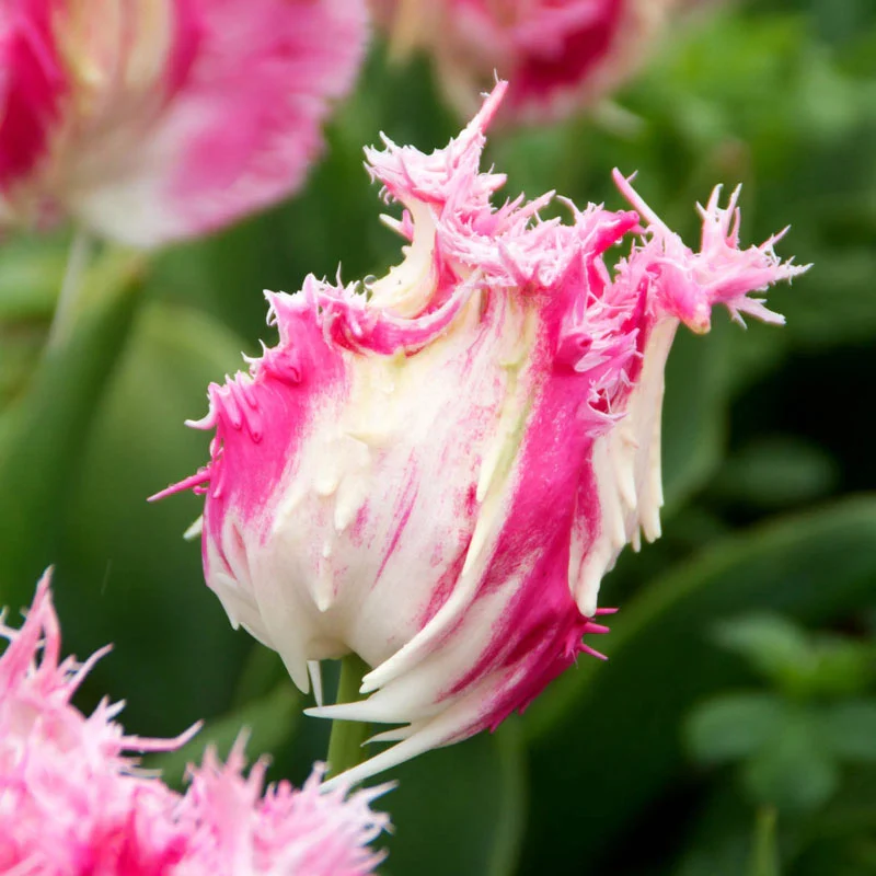 Drakensteyn Tulip - Image 2