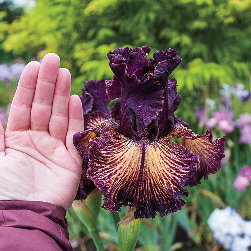 Drama Queen Bearded Iris - Image 2